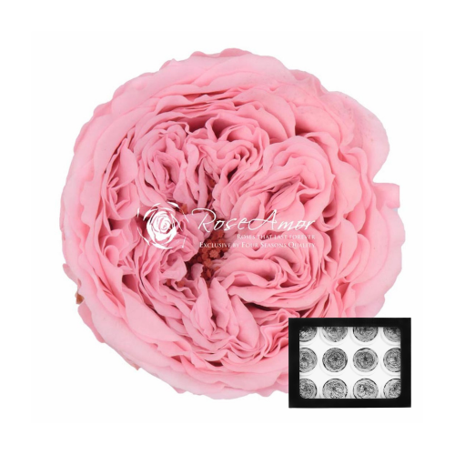 Trandafiri criogenati M, Amelia Pin04, set 12 bucati
